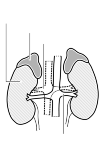 image of the kidneys